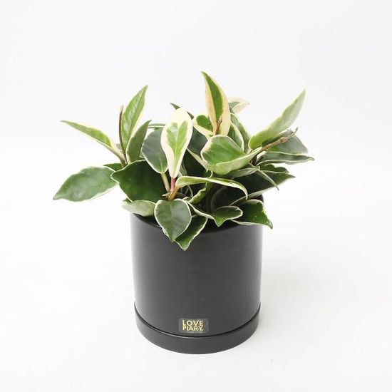 호야 실내공기정화식물 카페 인테리어 화분