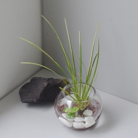 무늬사초 수경식물 셀프인테리어 플랜테리어