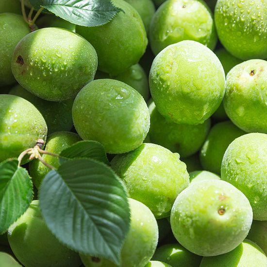 [자연예서] 청매실 10kg(프리미엄)