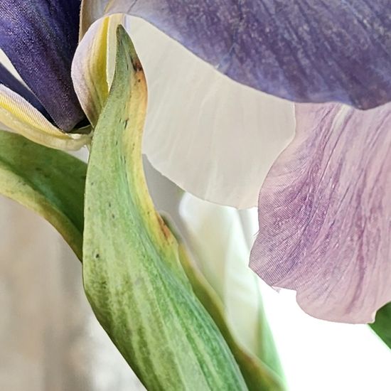 리얼터치 아이리스 롱스템 4 colors