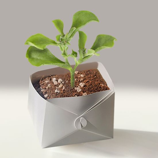 아이스플랜트 키우기 미네랄 화분 풀 패키지 DIY