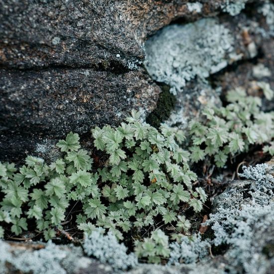 유비유 산오이풀 필로우미스트
