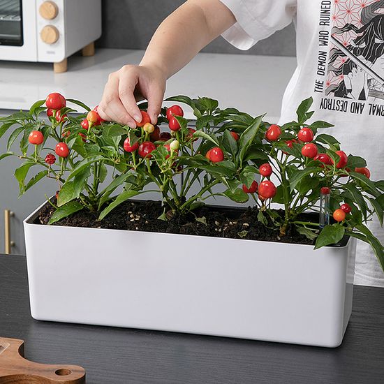 열매가 주렁주렁 저면 관수 화분 상추 베란다 텃밭