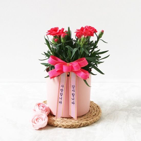 [리본증정] 어버이날  생화 카네이션 화분