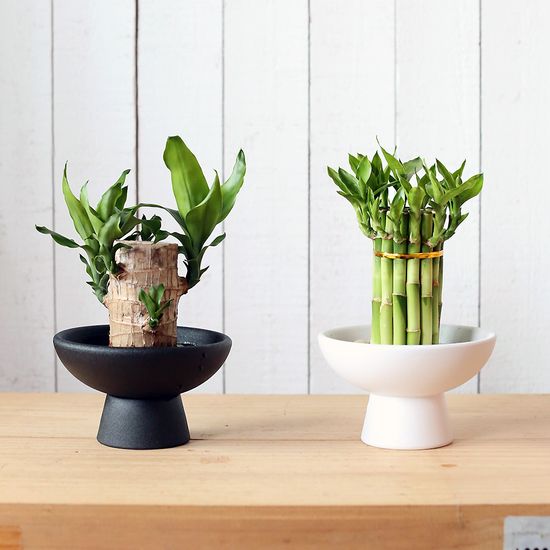 행운목 개운죽 이케바나 화기 화병 수경재배 식물