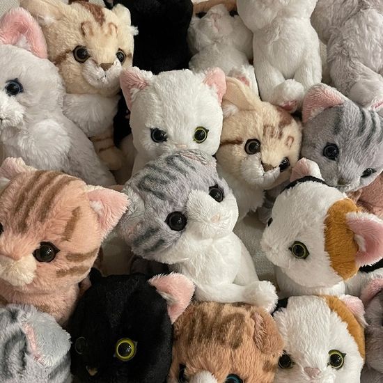 KITTEN★아기고양이 시리즈