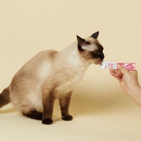 고양이 구내염 면역 치아 영양제 구강싹싹 180g