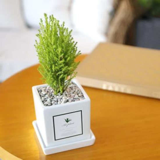 아모르 화분 율마 공기정화식물