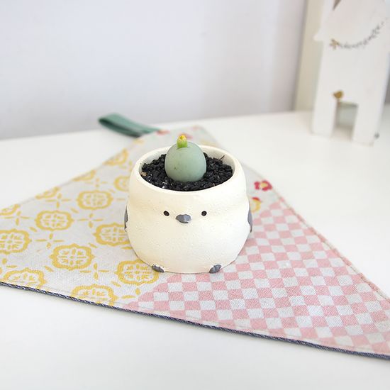 아프리카 식물  코노피튬 칼큘러스 오목눈이화분