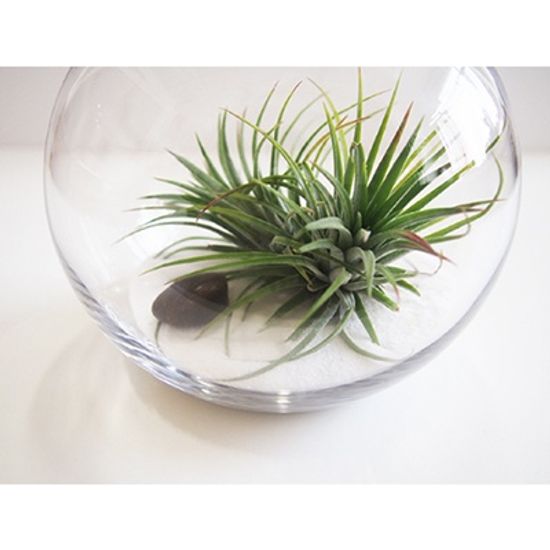 My Greenery 틸란드시아 테라리움 DIY(스몰)