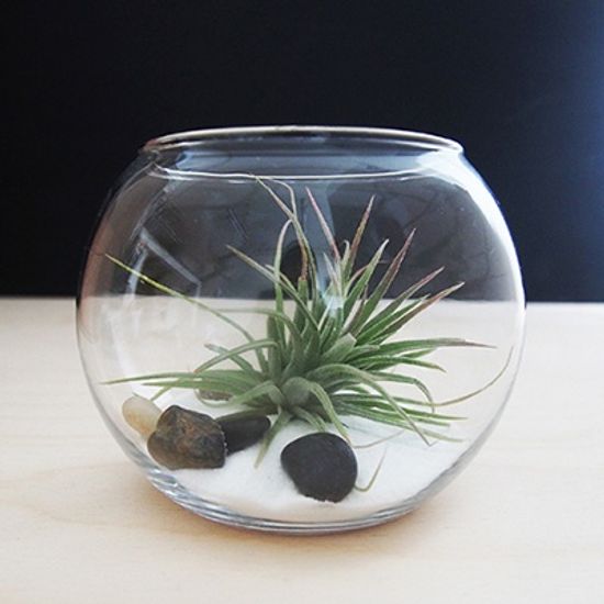 My Greenery 틸란드시아 테라리움 DIY(라지)