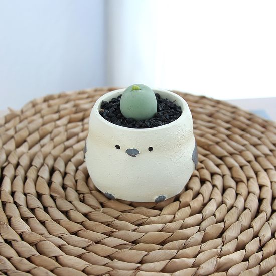 아프리카 식물  코노피튬 칼큘러스 오목눈이화분