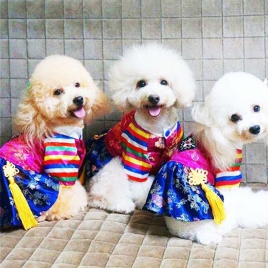 설날 추석 명절 고양이 강아지 한복 애견한복