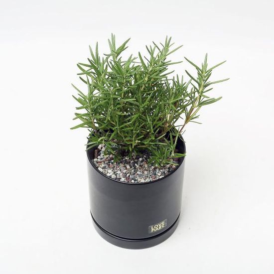 로즈마리 허브 실내공기정화식물 카페 인테리어 화분