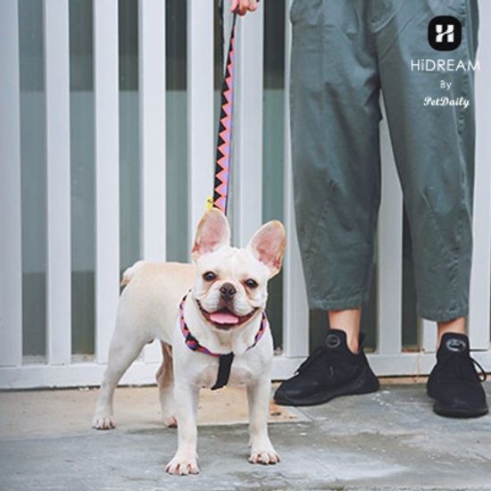 펫데일리 하이드림 레인보우 강아지 리드줄-S size