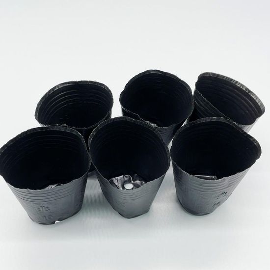 분갈이 플라스틱 다육이 모종 화분 8호 8x8(WED1E61)