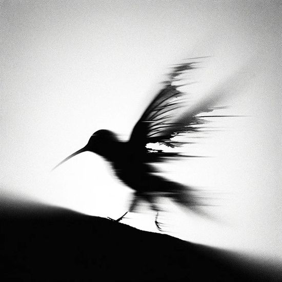 ARPEGGIO [정규 1집]