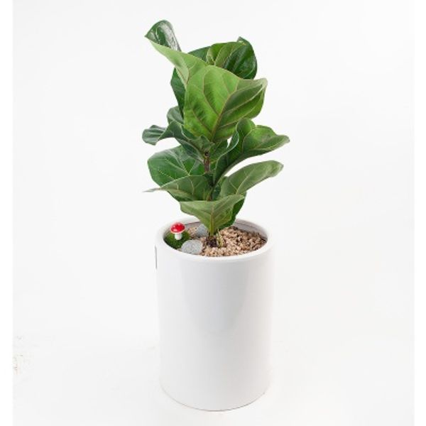 FN5722 떡갈고무나무 높이 60~65cm