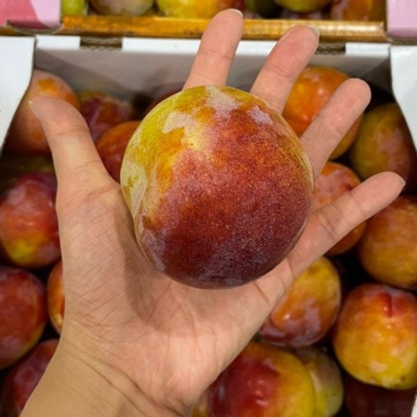  제철 새콤달콤 자두 추희 도담 2kg 5kg 