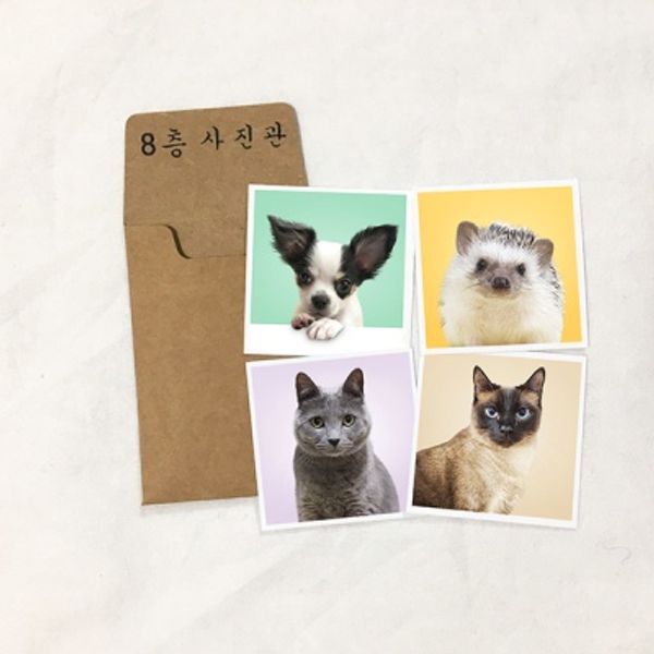 반려동물 증명사진 정사각형4*4 (6장)