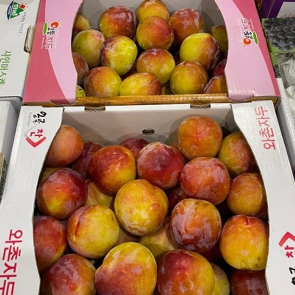 제철 새콤달콤 자두 추희 도담 2kg 5kg 