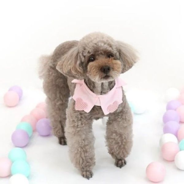 패리스독 강이지 고양이 베이비 하트 스카프 핑크[WC8
