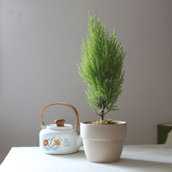 햇살을 담은 율마 도토리 토분(Acorn Pot Goldcrest)