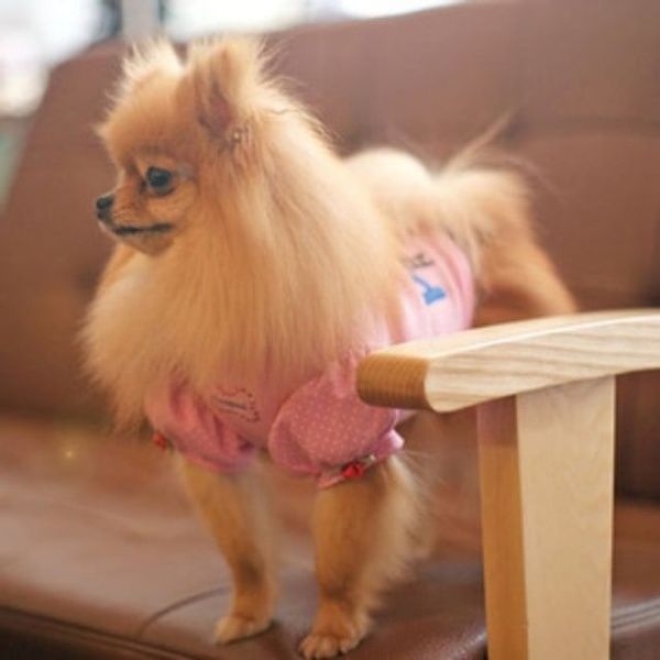 (패리스독) 강이지 고양이 쥬땜므티셔츠(WC8094A)