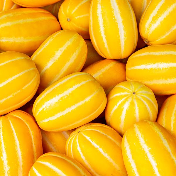 [자연예서] 성주 참외 10kg (21-25과)특대