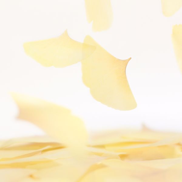 스티키리프_투명은행(Yellow,L)