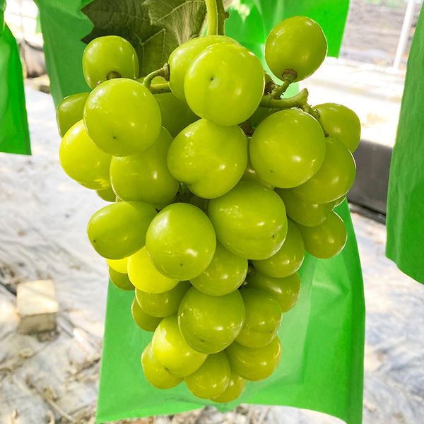 샤인머스켓 실속형 1kg 2~3수