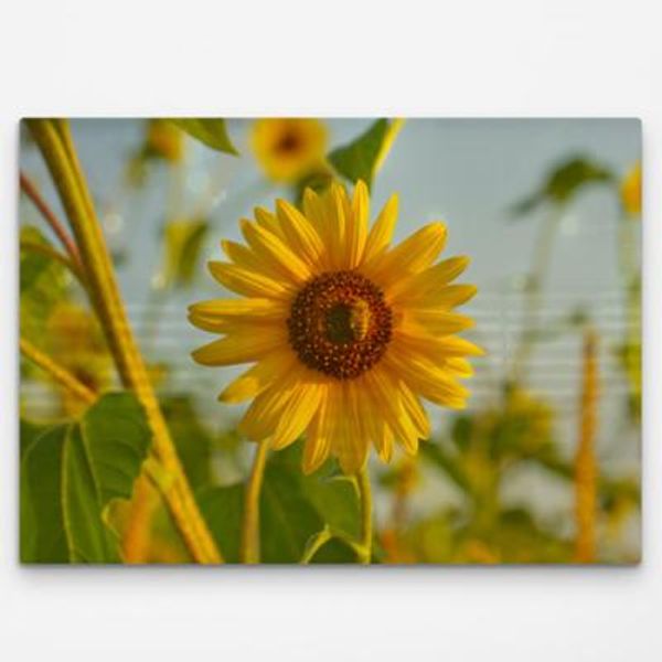 ie725-폼아크릴액자78CmX56Cm_감성필터해바라기