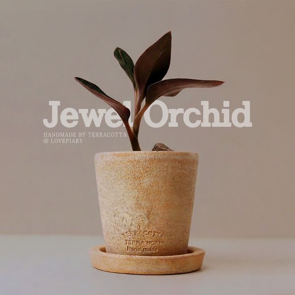 테라코타 주얼오키드(Jewel Orchid) 토분 미니화분