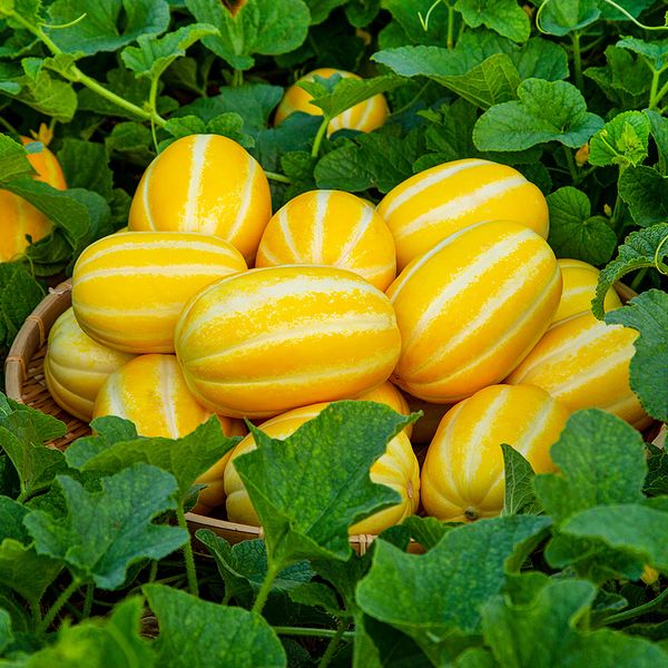 [자연예서] 성주 참외 10kg (21-25과)특대