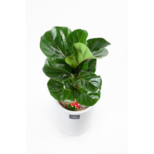 FN5722 떡갈고무나무 높이 60~65cm