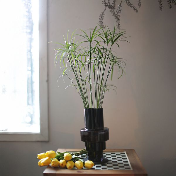 시페루스 블랙탑(Cyperus Black Top) 수경 재배 화분