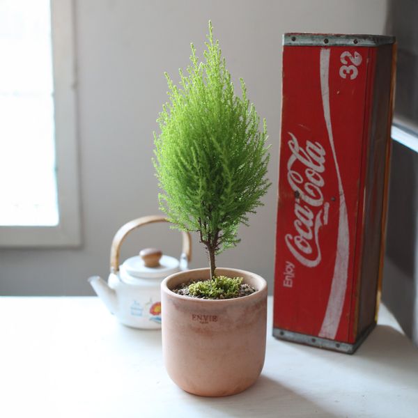 피톤치드 가득담은 율마(Cypress Breeze) 토분
