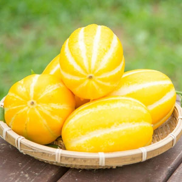 [자연예서] 성주 참외 5kg (26-30과)