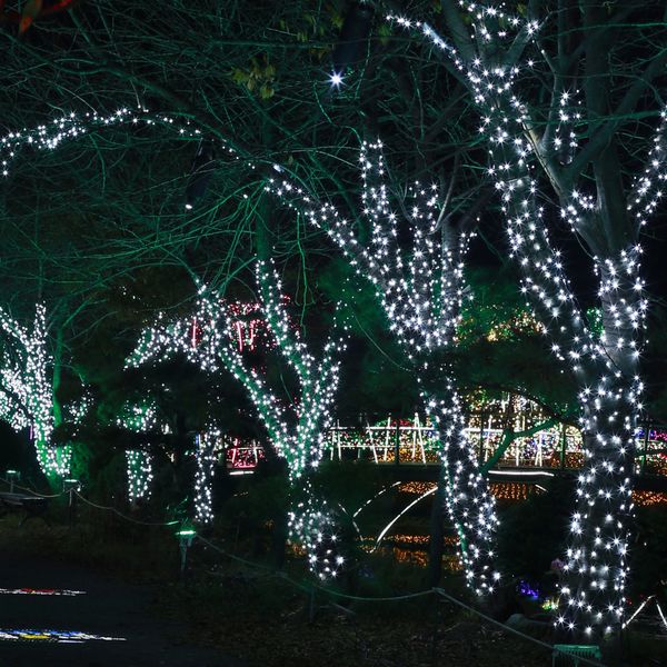 [도토로] 50구 녹색선 LED 백색 전구(5M) (전원잭포함